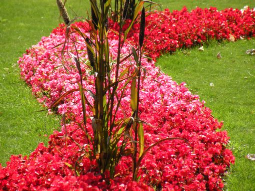  Serpent de fleurs